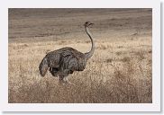 07IntoNgorongoro - 028 * Common Ostrich (female).